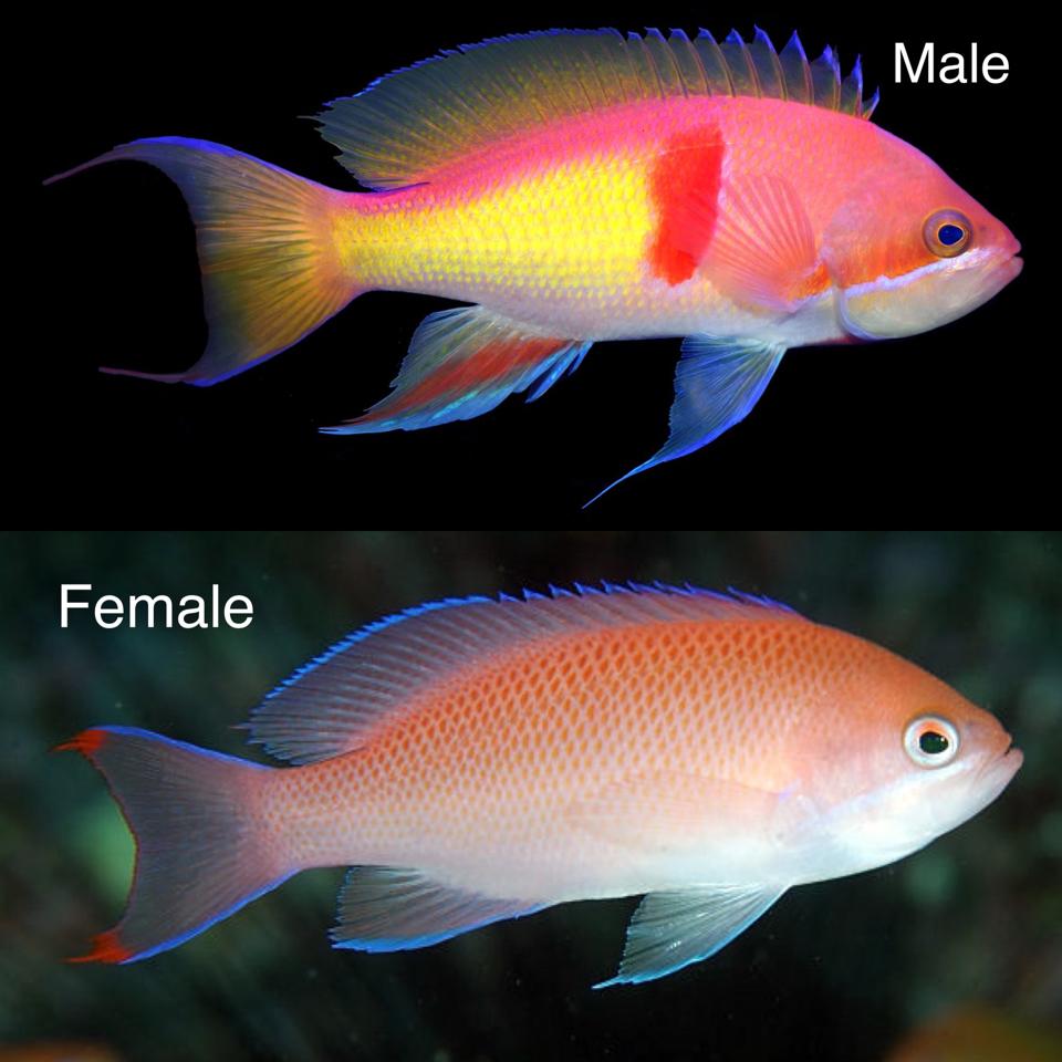 Thia hồng Việt-duoc-ban-tai-Yuna Fish(Gò Vấp)