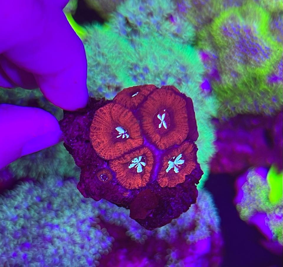 Acan 1 màu-duoc-ban-tai-Yuna Fish(Gò Vấp)