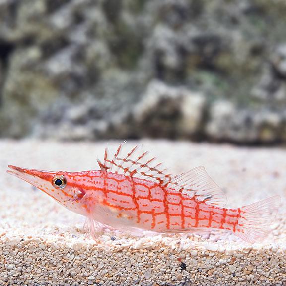 Diều hâu mũi dài(nhập Indo)-duoc-ban-tai-Yuna Fish(Gò Vấp)