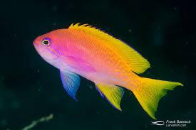 Bimaculatus anthias (nhập Indo)-duoc-ban-tai-Yuna Fish(Gò Vấp)