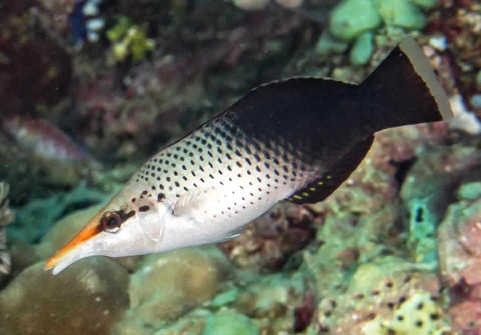 Mó mỏ vịt-duoc-ban-tai-Yuna Fish(Gò Vấp)