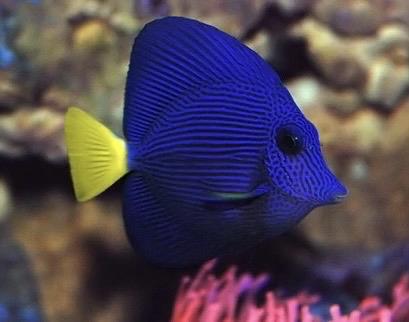 Purple Tang : Tang tím(cá Mỹ)-duoc-ban-tai-Yuna Fish(Gò Vấp)