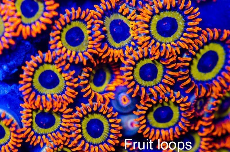 Zoa Fruit loop(bán từ 2b)-duoc-ban-tai-Yuna Fish(Gò Vấp)