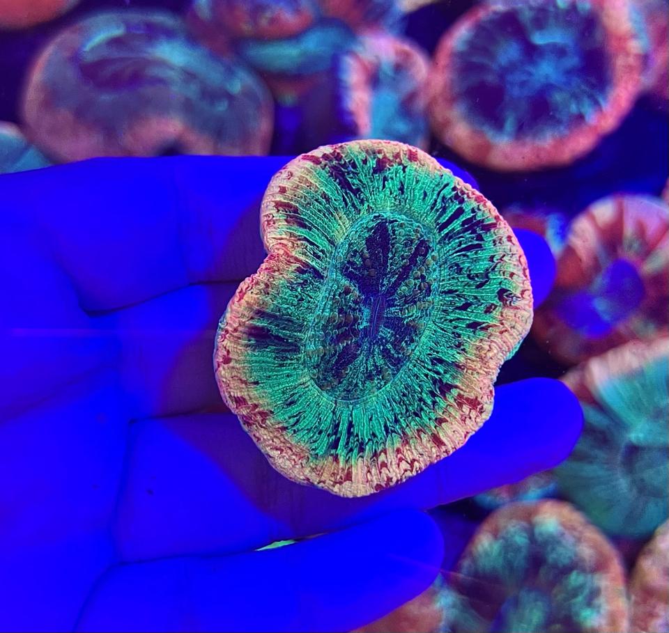 Chén đá 2 màu-duoc-ban-tai-Yuna Fish(Gò Vấp)