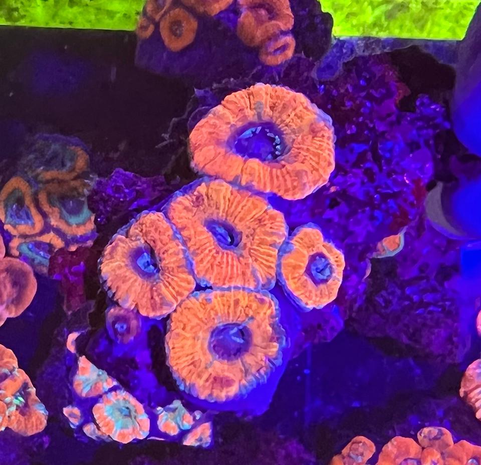 Acan 1 màu-duoc-ban-tai-Yuna Fish(Gò Vấp)