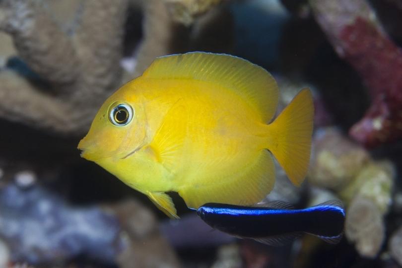 Bê vàng(gold brishletooth)-duoc-ban-tai-Yuna Fish(Gò Vấp)