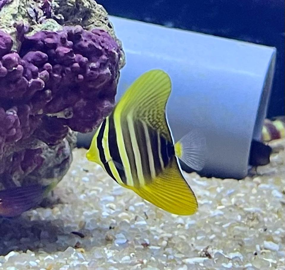 Chim dù Indo-duoc-ban-tai-Yuna Fish(Gò Vấp)