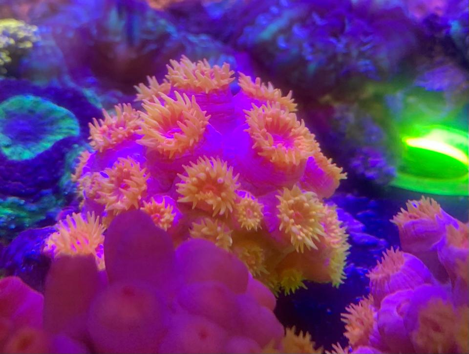 Sun Coral(cúc cam)-duoc-ban-tai-Yuna Fish(Gò Vấp)