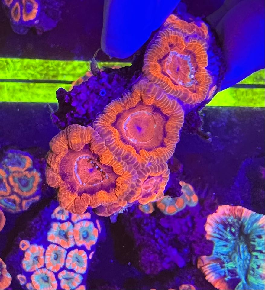 Acan 1 màu-duoc-ban-tai-Yuna Fish(Gò Vấp)