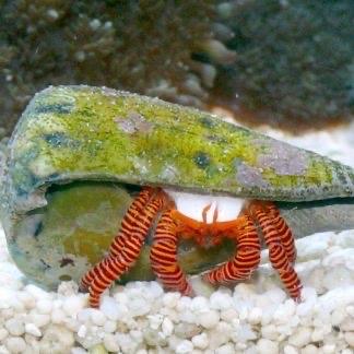 Ốc mượn hồn Halloween-duoc-ban-tai-Yuna Fish(Gò Vấp)