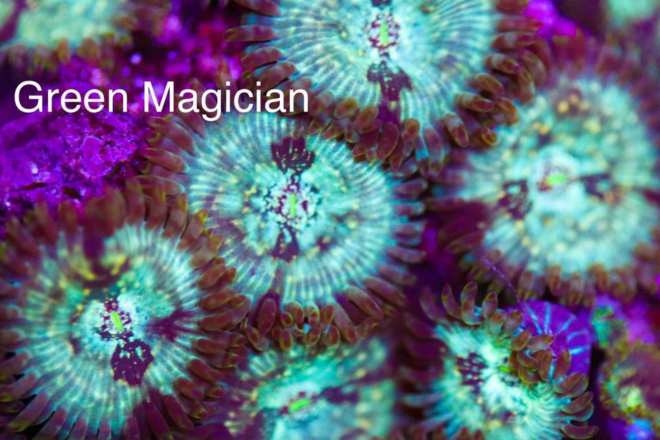 Zoa Green Magician(bán từ 5b).-duoc-ban-tai-Yuna Fish(Gò Vấp)