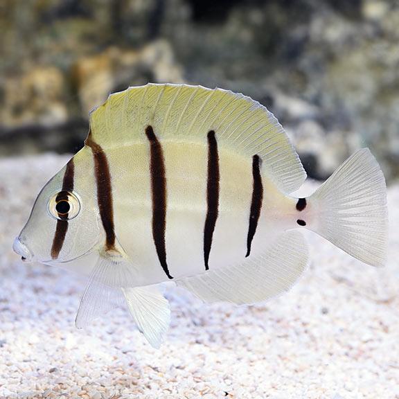 Nẻ sọc-duoc-ban-tai-Yuna Fish(Gò Vấp)