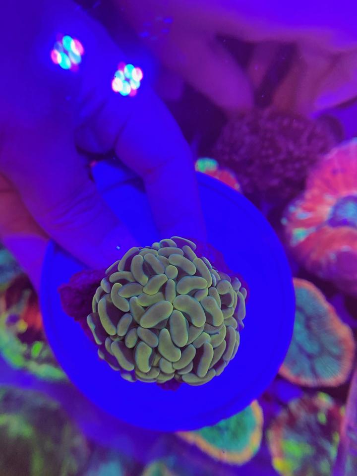 Búa vàng neon-duoc-ban-tai-Yuna Fish(Gò Vấp)