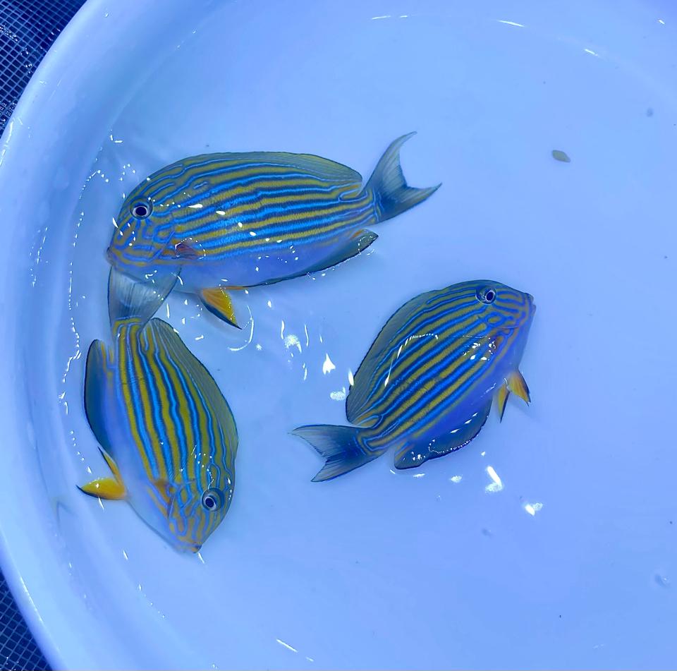 Bá tước-duoc-ban-tai-Yuna Fish(Gò Vấp)