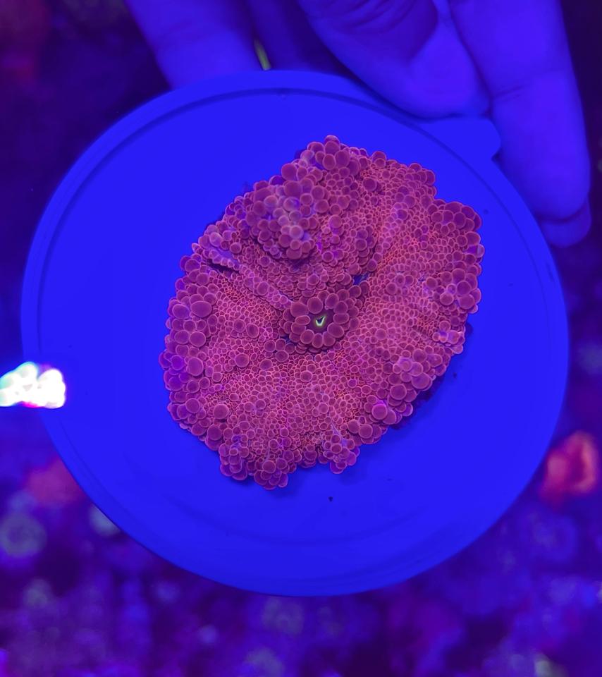 Bèo Yuma hồng-duoc-ban-tai-Yuna Fish(Gò Vấp)