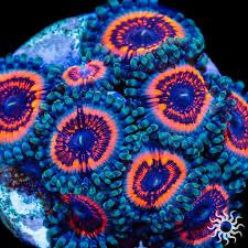 Zoa Devil amor (bán từ 2b)-duoc-ban-tai-Yuna Fish(Gò Vấp)