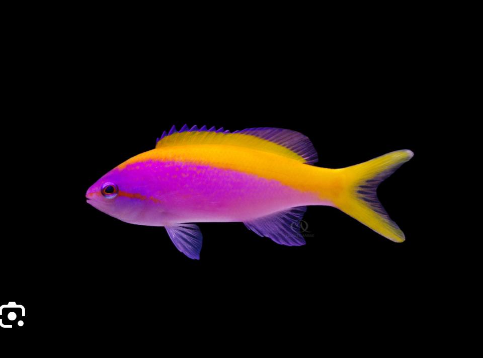 Evansi anthias (Mỹ)-duoc-ban-tai-Yuna Fish(Gò Vấp)
