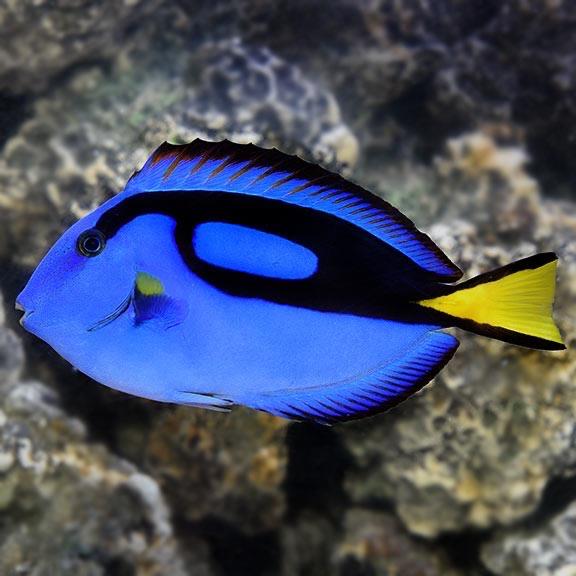 Dory-duoc-ban-tai-Yuna Fish(Gò Vấp)