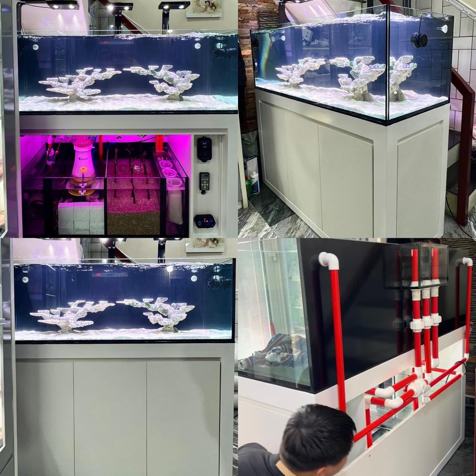 Combo hồ 150 x 60 x 50-duoc-ban-tai-Yuna Fish(Gò Vấp)
