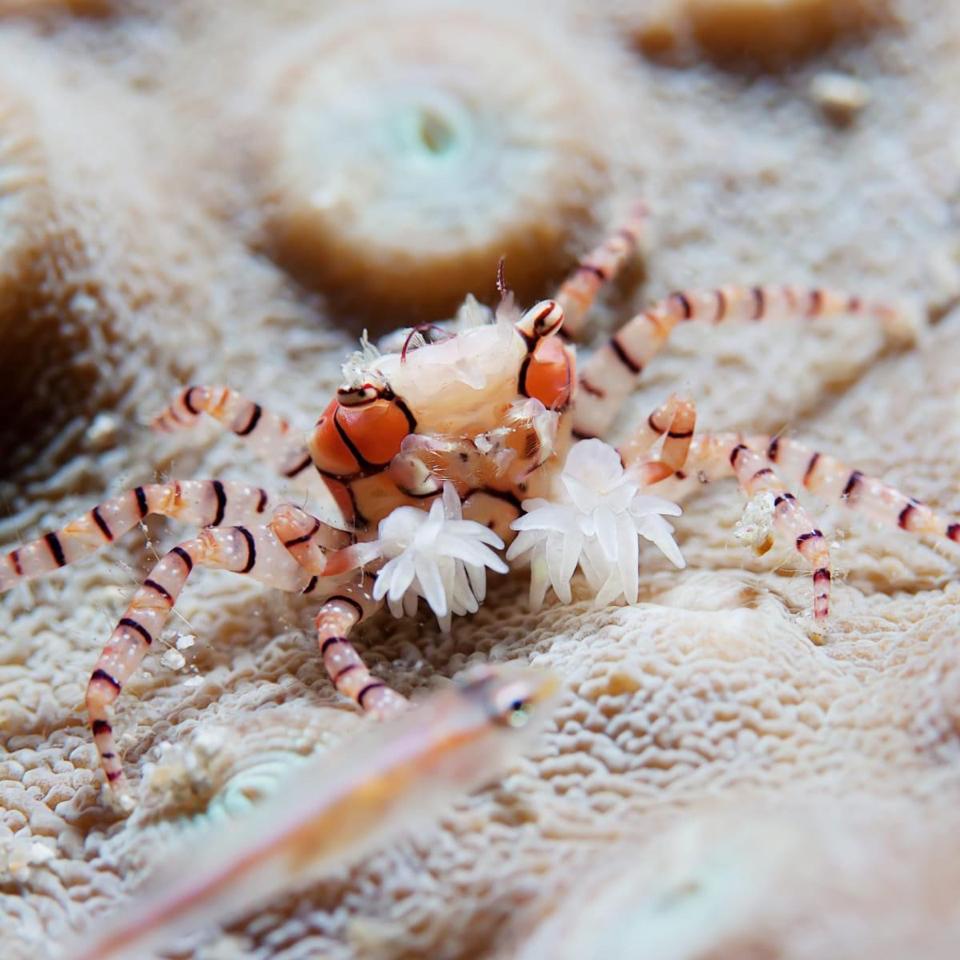 Cua Pom Pom-duoc-ban-tai-Yuna Fish(Gò Vấp)