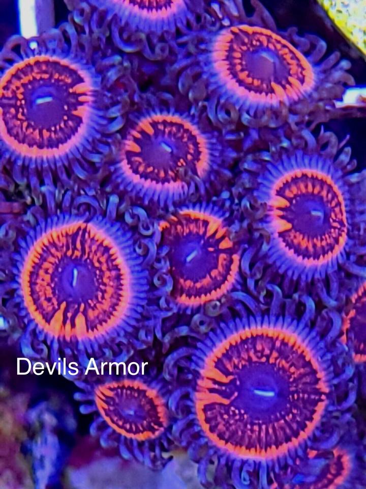 Zoa Devil amor (bán từ 2b)-duoc-ban-tai-Yuna Fish(Gò Vấp)