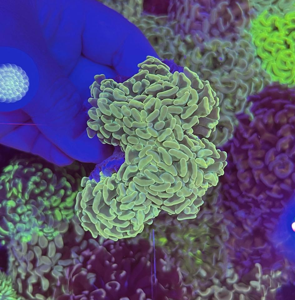 Búa vàng neon-duoc-ban-tai-Yuna Fish(Gò Vấp)