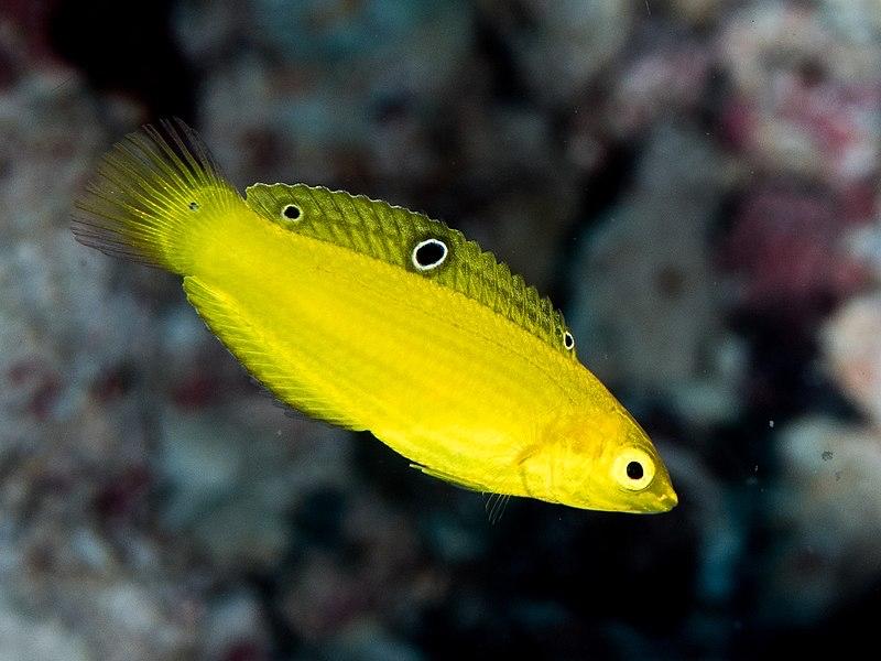 Mó chuối(nhập Indo)-duoc-ban-tai-Yuna Fish(Gò Vấp)
