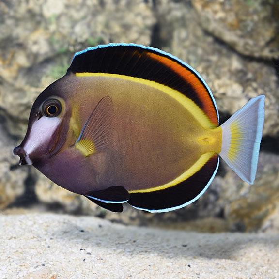 Nẻ điện-duoc-ban-tai-Yuna Fish(Gò Vấp)