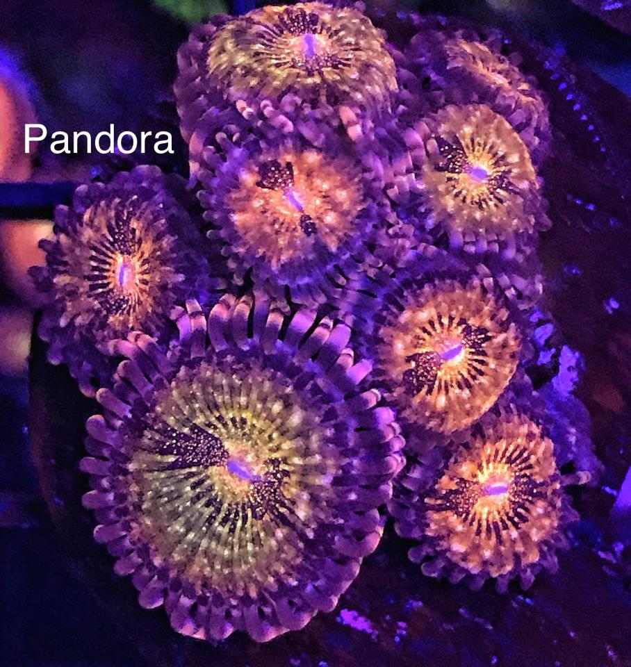 Zoa Pandora(bán từ 3b)-duoc-ban-tai-Yuna Fish(Gò Vấp)