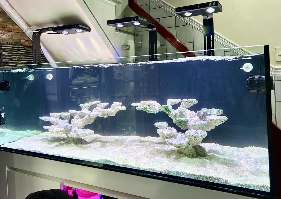 Combo hồ 150 x 60 x 50-duoc-ban-tai-Yuna Fish(Gò Vấp)