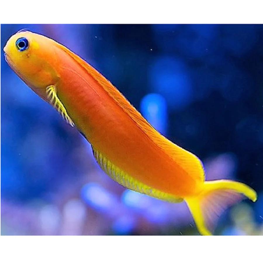 Midas Blenny (African)-duoc-ban-tai-Yuna Fish(Gò Vấp)