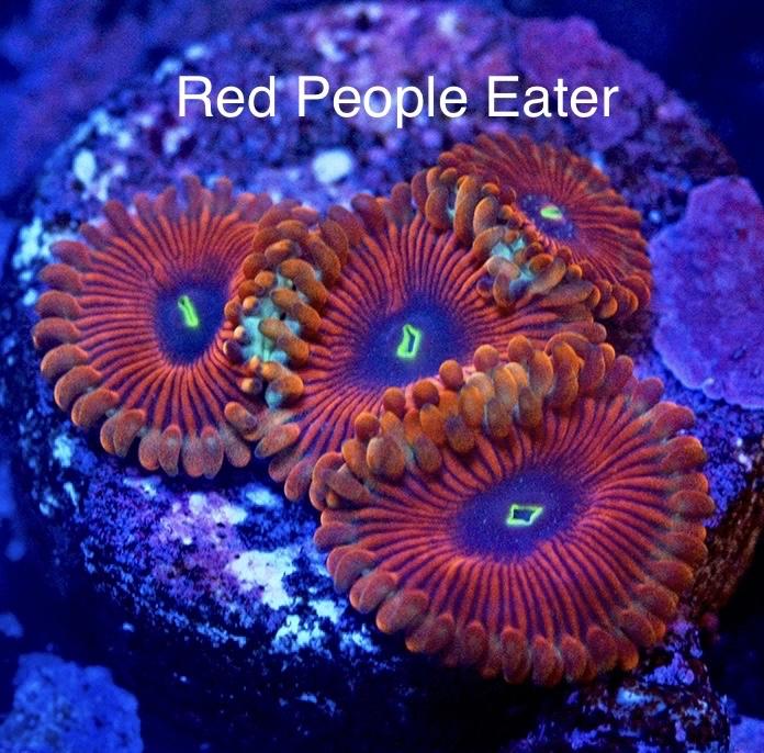Zoa Red People Eater(bán từ 5b)-duoc-ban-tai-Yuna Fish(Gò Vấp)