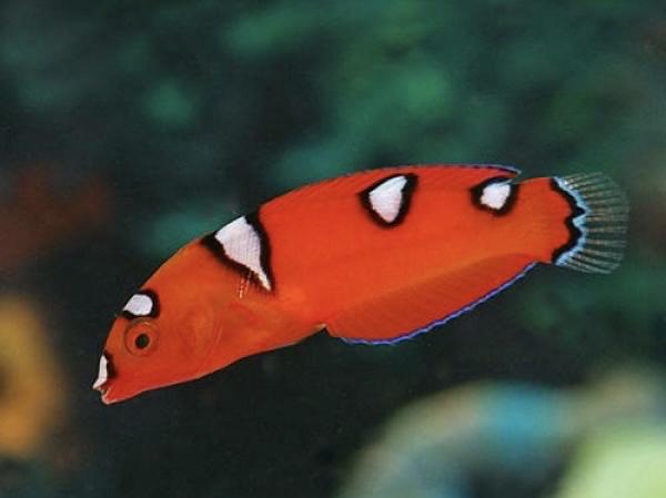 Mó đèn-duoc-ban-tai-Yuna Fish(Gò Vấp)