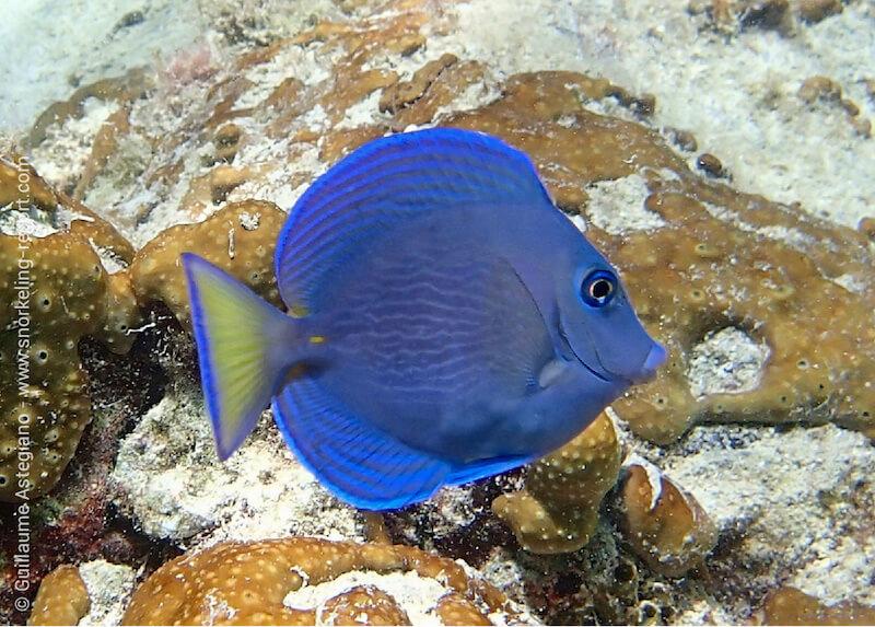 Atlantic Blue Tang(Mỹ)-duoc-ban-tai-Yuna Fish(Gò Vấp)