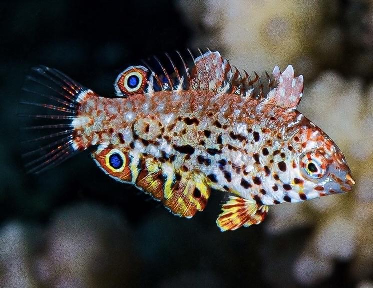 Mó beo-duoc-ban-tai-Yuna Fish(Gò Vấp)