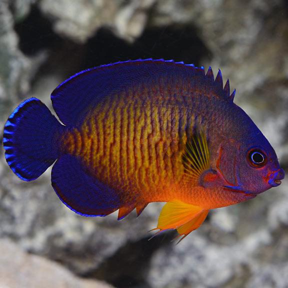 Sim tím -duoc-ban-tai-Yuna Fish(Gò Vấp)