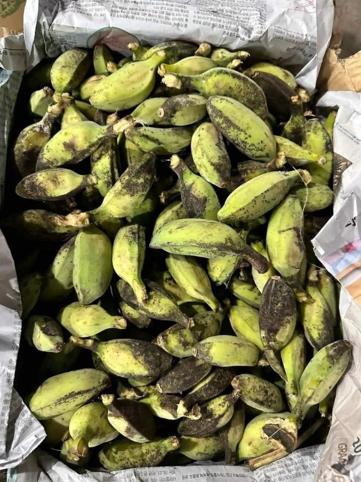 Chuối Sáp Nghệ-duoc-ban-tai-Kho sỉ ăn vặt đông lạnh trái cây TUYẾT SƯƠNG