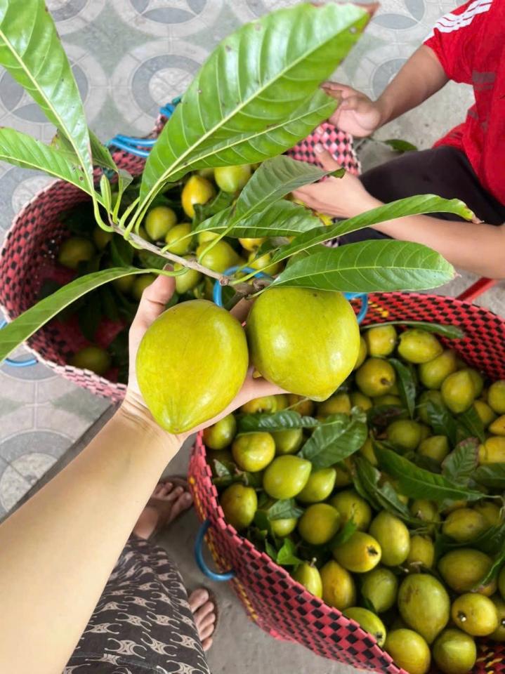LêKiMa-duoc-ban-tai-Bảo Hân Food