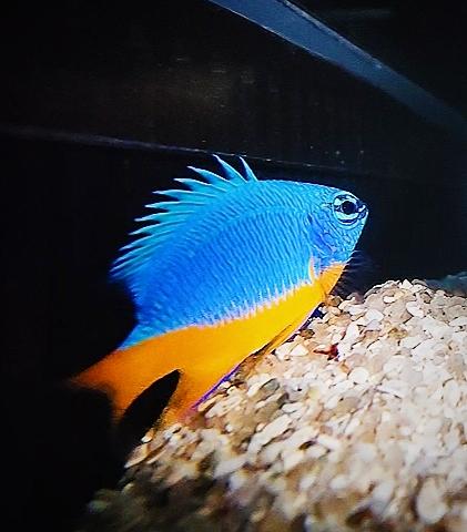 Thia xanh bụng vàng nhập-duoc-ban-tai-Fishpro