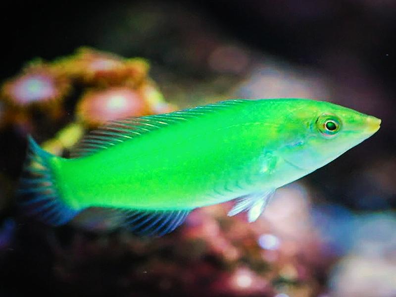 Mó xanh  dạ quang -duoc-ban-tai-Fishpro