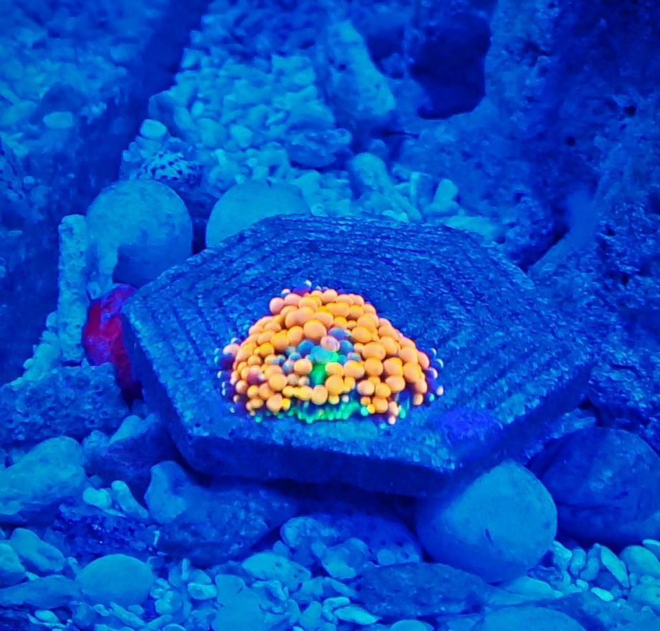 Bèo bi vàng cam-duoc-ban-tai-Fishpro
