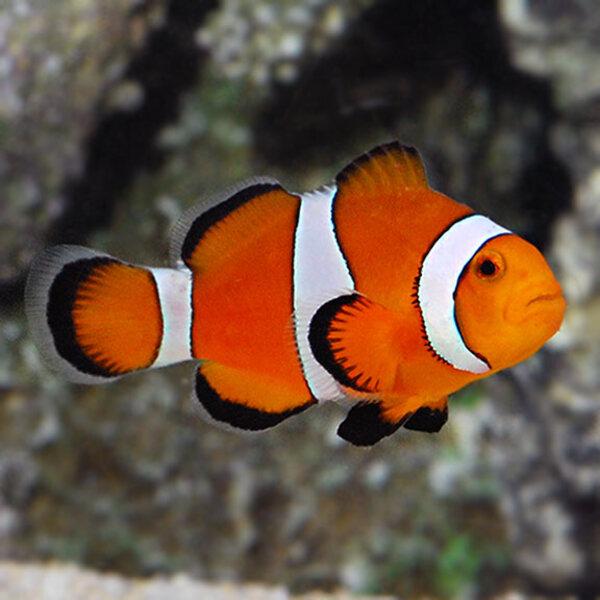 Nemo size to-duoc-ban-tai-Fishpro