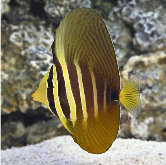 Chim dù-duoc-ban-tai-Fishpro