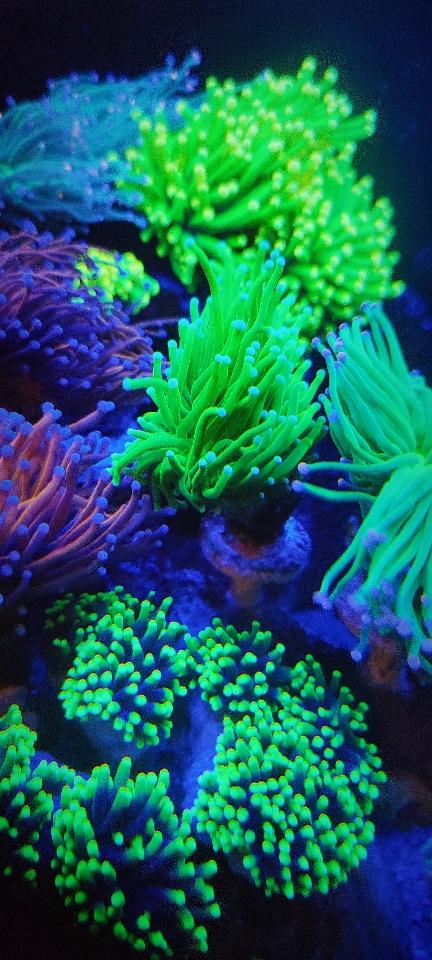 Diêm xanh đầu xanh dương -duoc-ban-tai-Fishpro