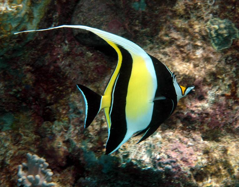 Cá thù lù Morish-duoc-ban-tai-Fishpro