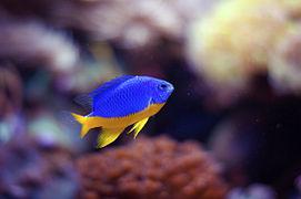 Thia xanh bụng vàng nhập-duoc-ban-tai-Fishpro