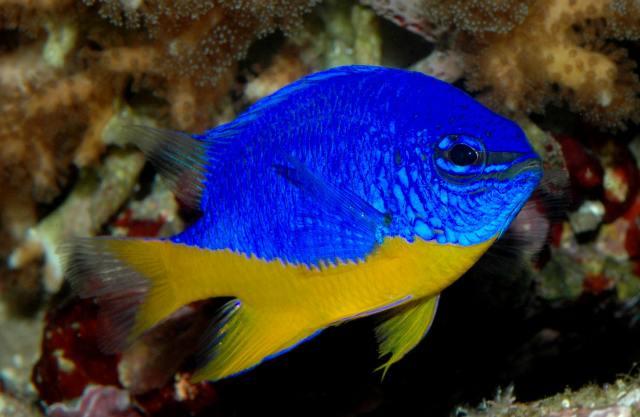 Thia xanh bụng vàng nhập-duoc-ban-tai-Fishpro