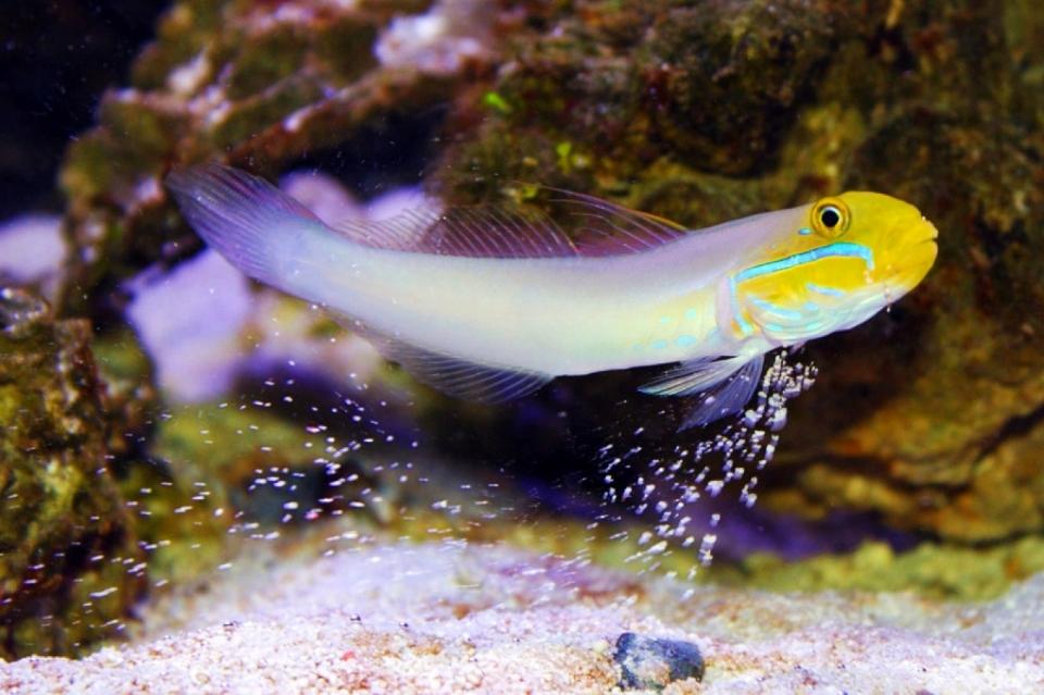 Bống cát đầu vàng-duoc-ban-tai-Fishpro