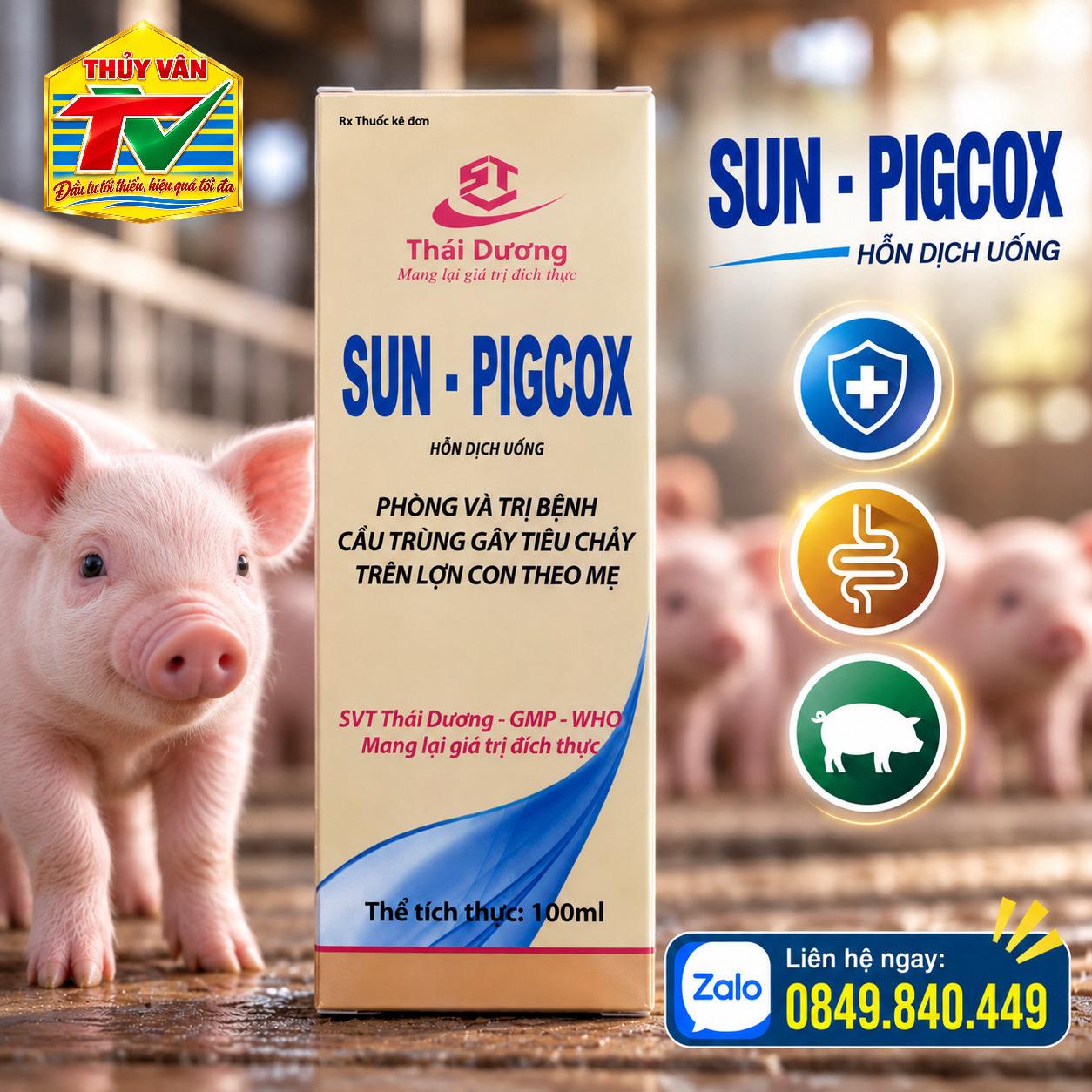 SVT - Sun pigcox-duoc-ban-tai-Thú y Thủy Vân - CH Nguyễn Đáng