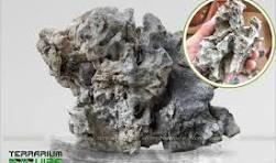 Đá tai mèo -duoc-ban-tai-Cửa hàng cá cảnh